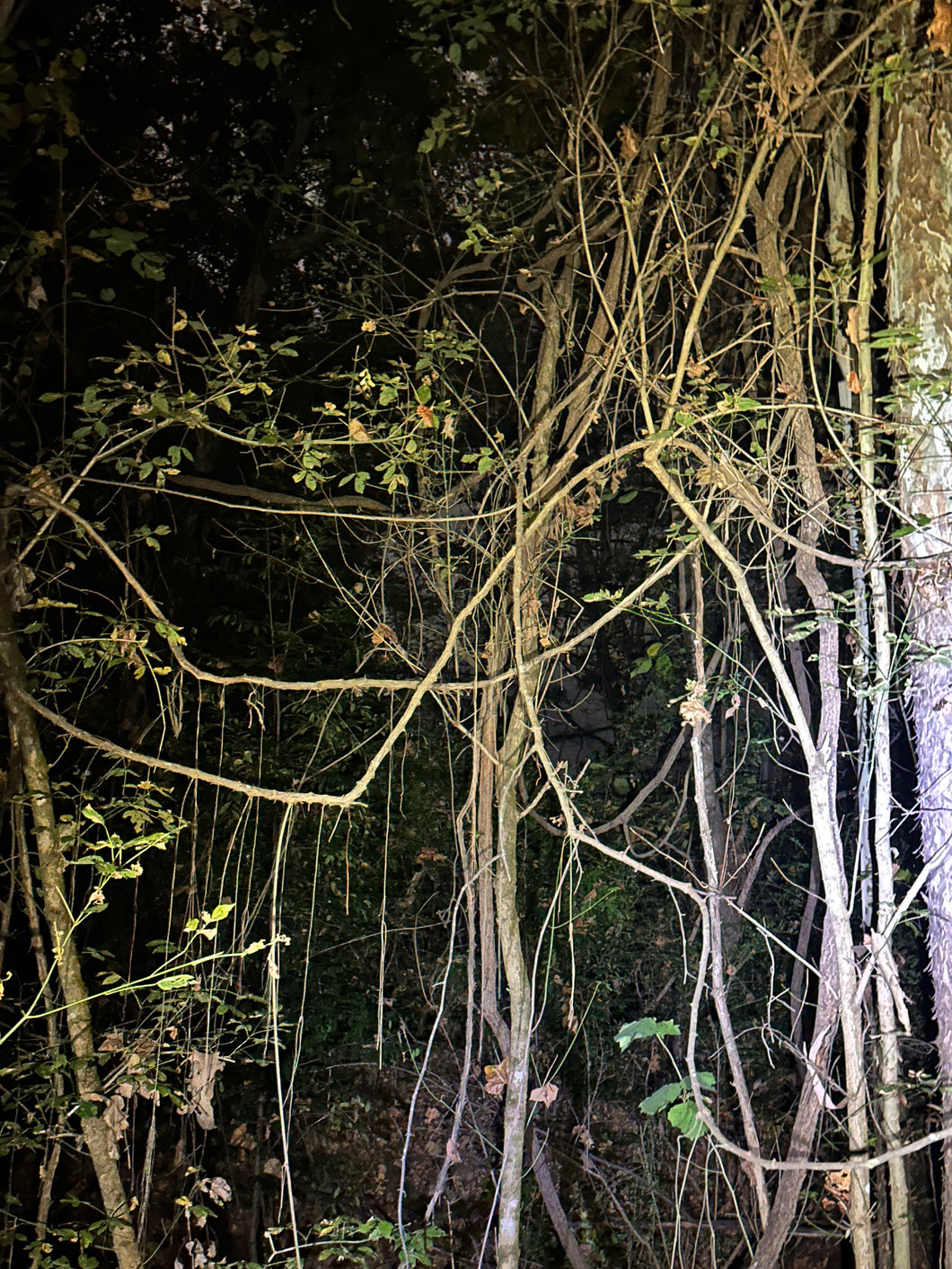 The Woods Ritual Cast add-On