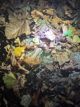 Load image into Gallery viewer, The Woods Ritual Cast add-On